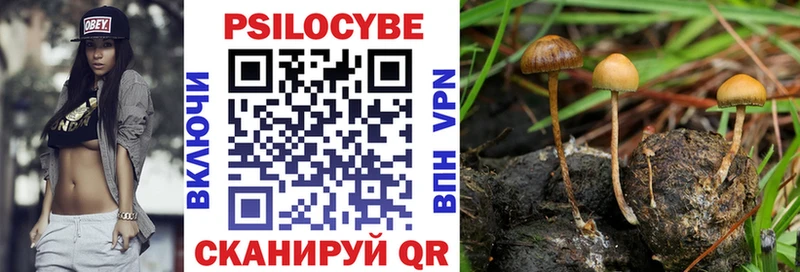 закладка  Мезень  Галлюциногенные грибы Psilocybe 